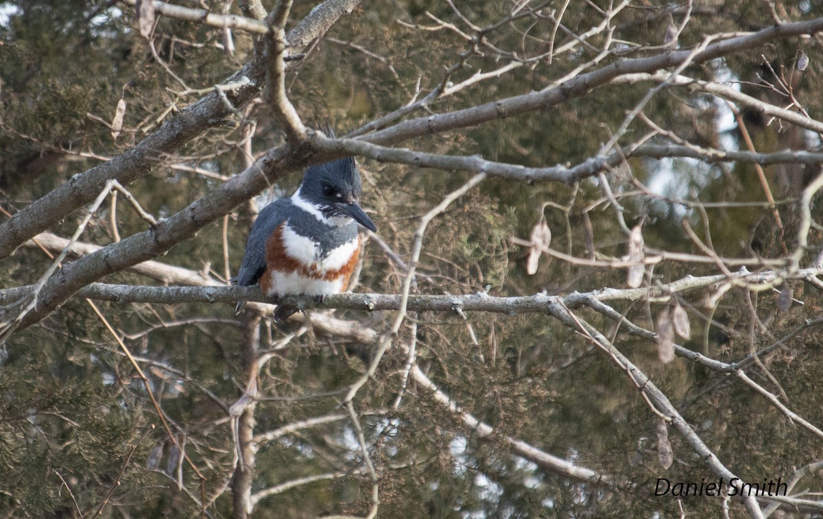 Belted Kingfisher - ML413922051