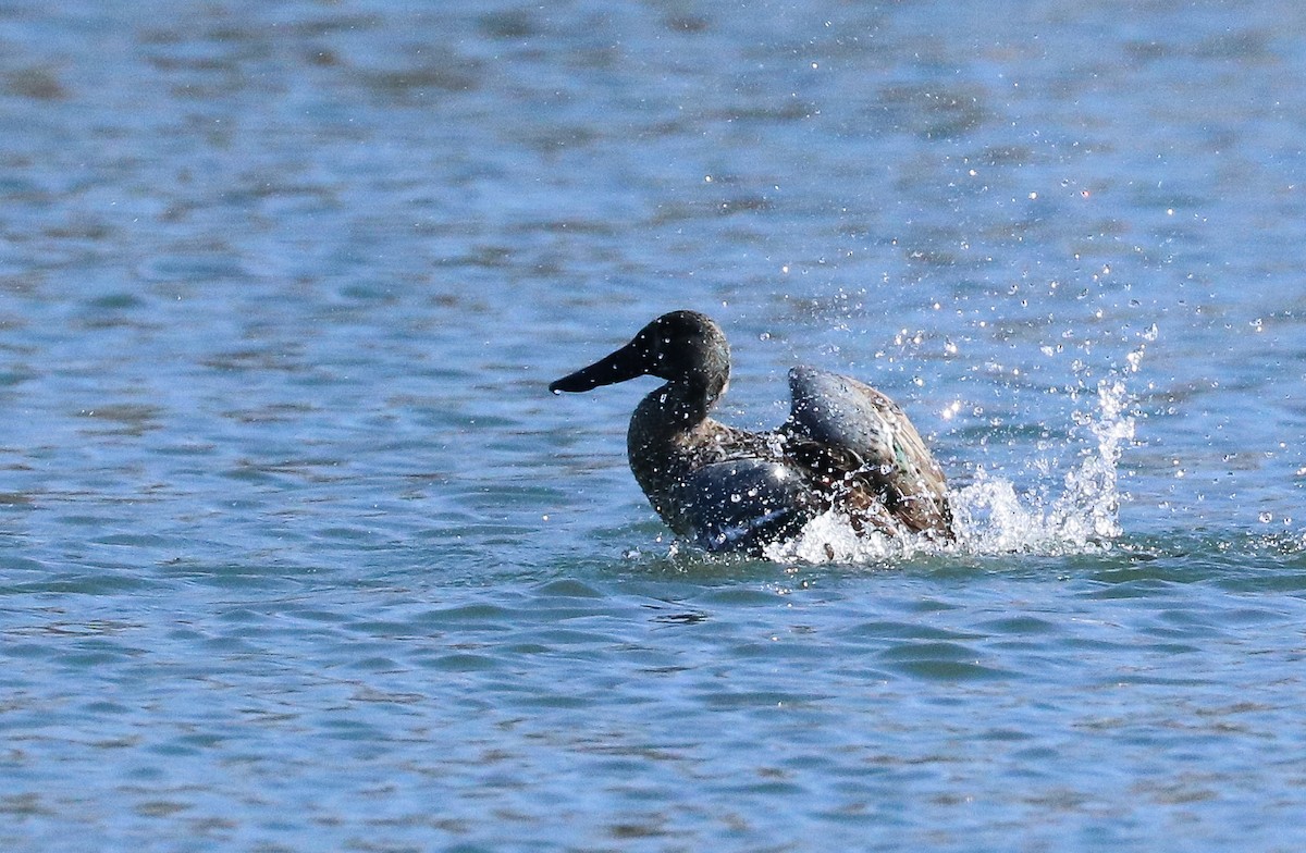 Northern Shoveler - ML413922441