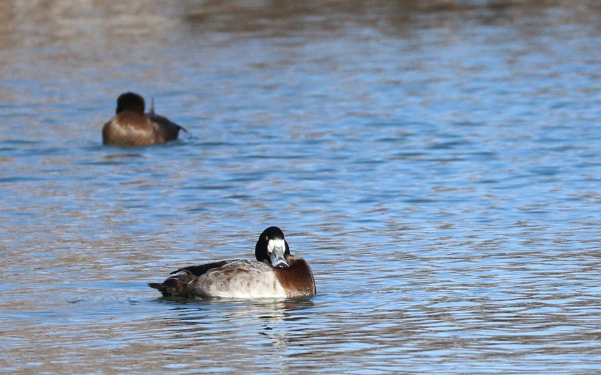 Greater Scaup - ML413922511