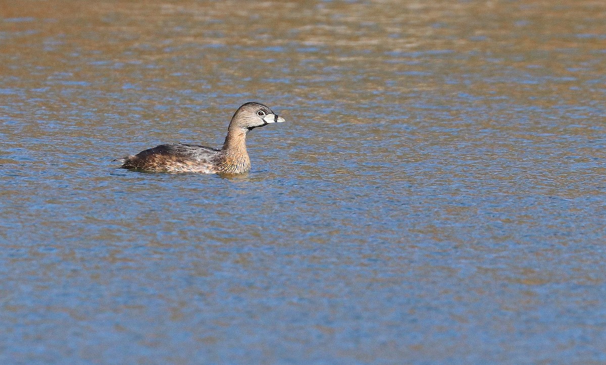 Pied-billed Grebe - ML413922521