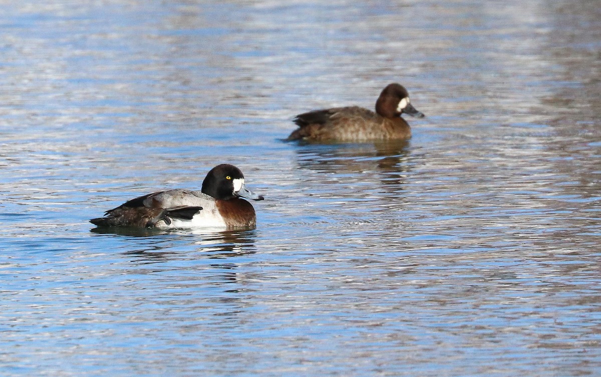 Greater Scaup - ML413922541