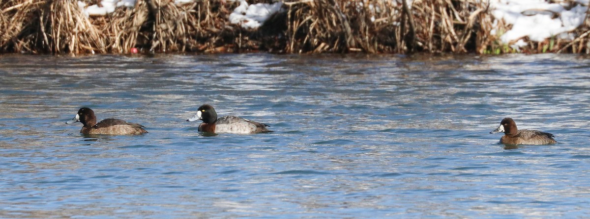 Greater Scaup - ML413922581