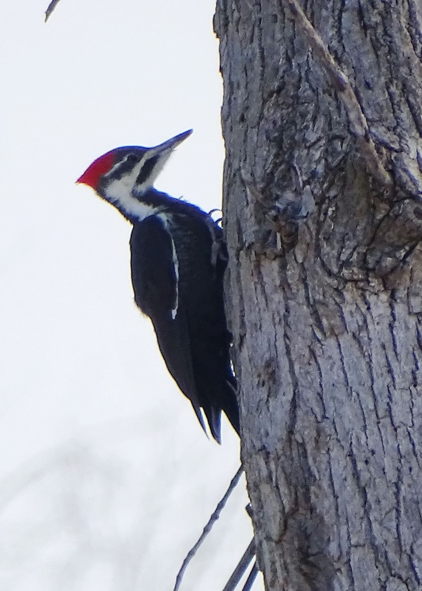 Pileated Woodpecker - ML413923111