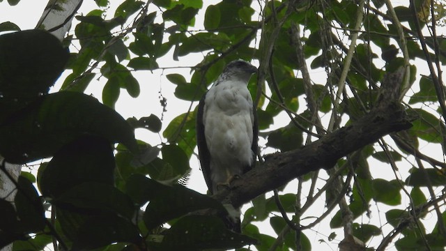 Gray-backed Hawk - ML413923811