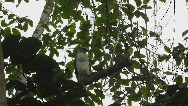 Gray-backed Hawk - ML413923841