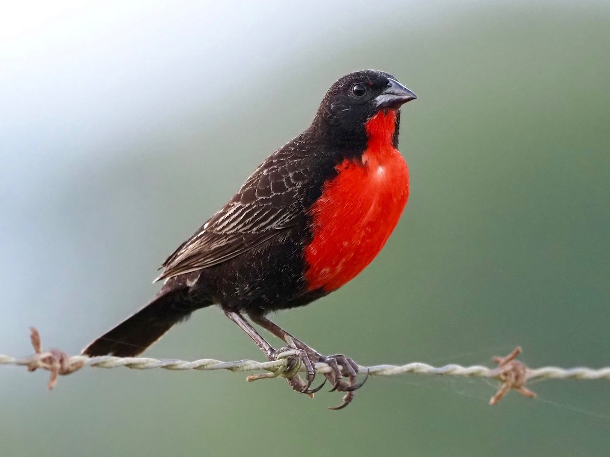 Red-breasted Meadowlark - ML413924561