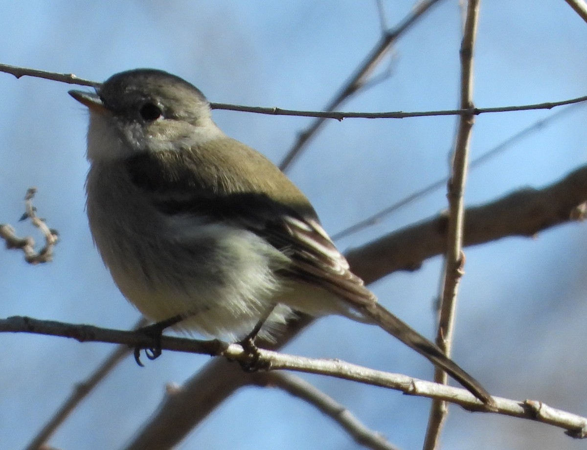 Gray Flycatcher - ML413925181