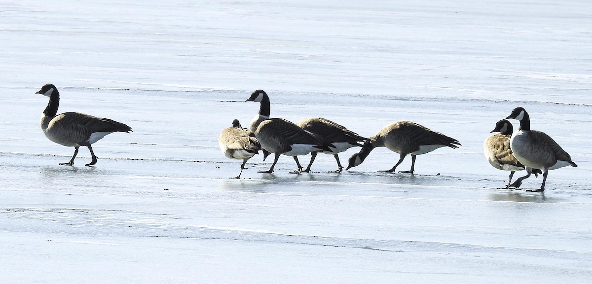 Харлаг галуу - ML413926671