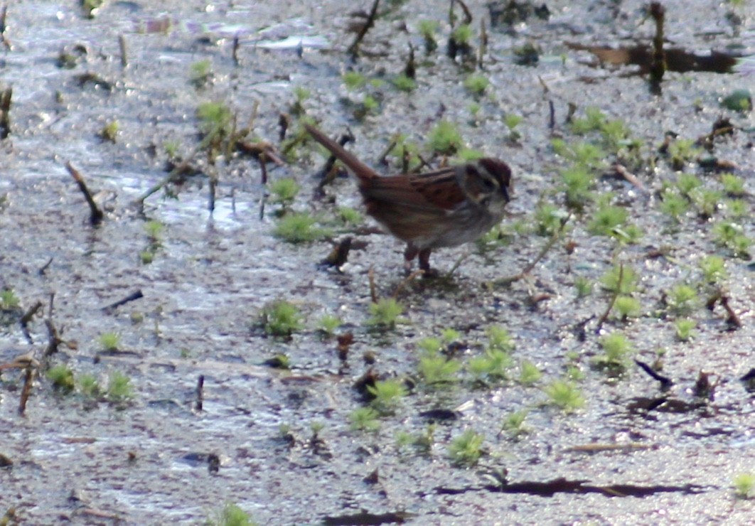 Swamp Sparrow - ML413927681