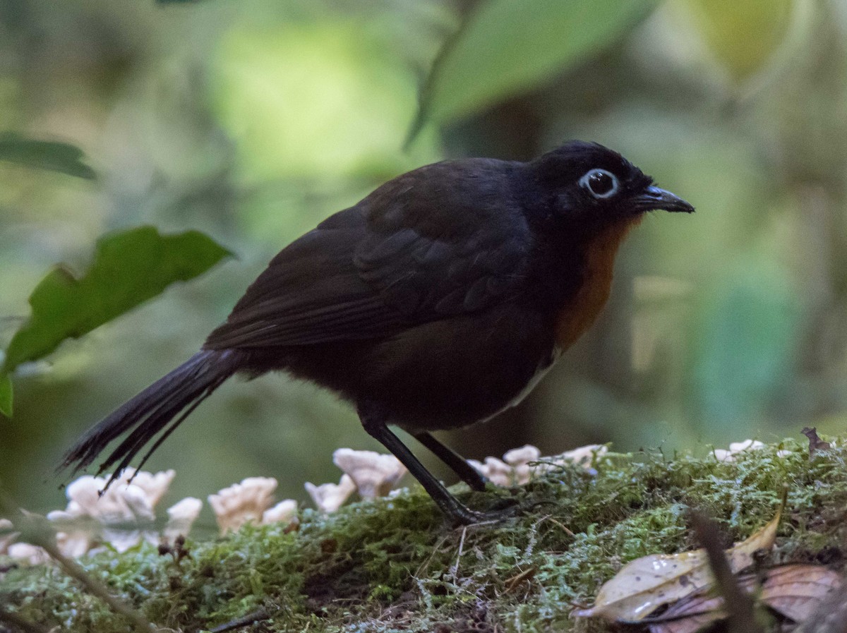 Chowchilla - Celeste Morien