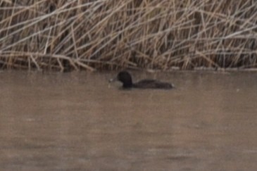 Ferruginous Duck - ML413933281