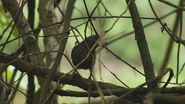 Glutaugen-Ameisenvogel (pacifica) - ML413936641