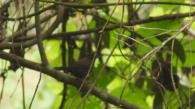 Glutaugen-Ameisenvogel (pacifica) - ML413936811