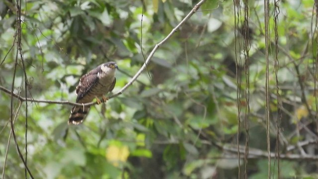 hákozobec neotropický (ssp. uncinatus) - ML413937491