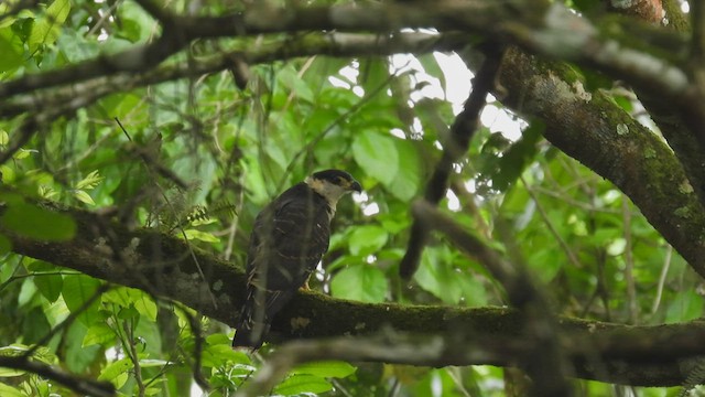 hákozobec neotropický (ssp. uncinatus) - ML413937531