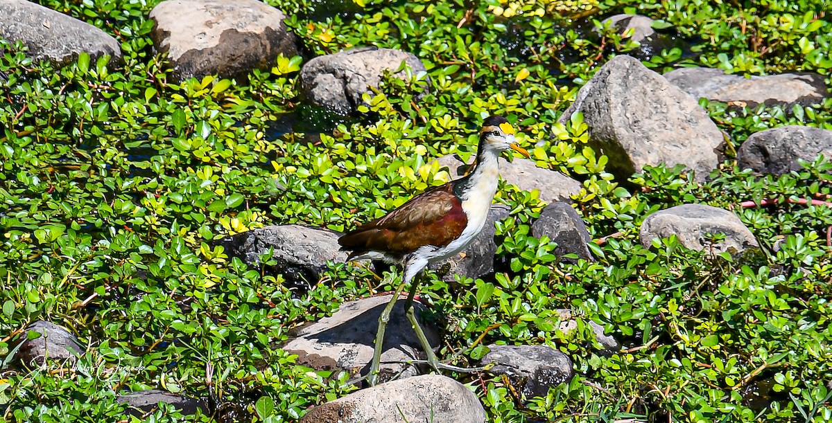 Northern Jacana - ML413937621