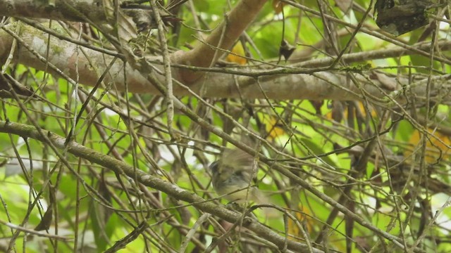 Gray-breasted Flycatcher - ML413937821