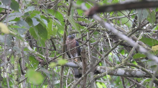 hákozobec neotropický (ssp. uncinatus) - ML413937931