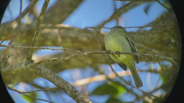 Spectacled Tyrannulet - ML413938991