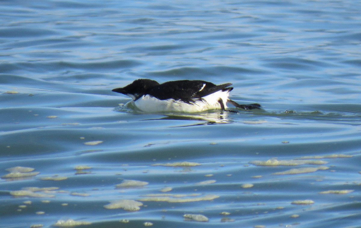 Thick-billed Murre - Trish Pastuszak