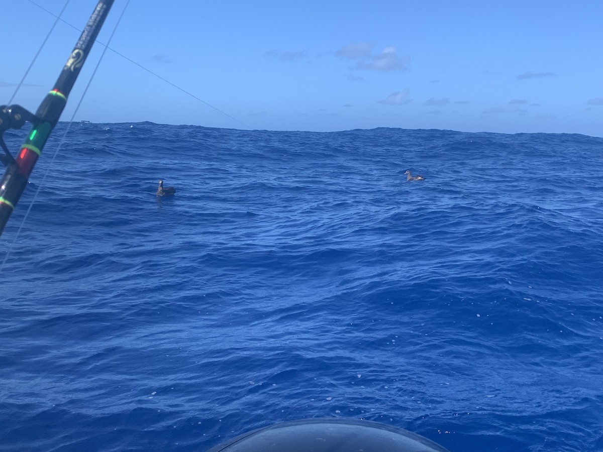 Black-footed Albatross - ML413939541