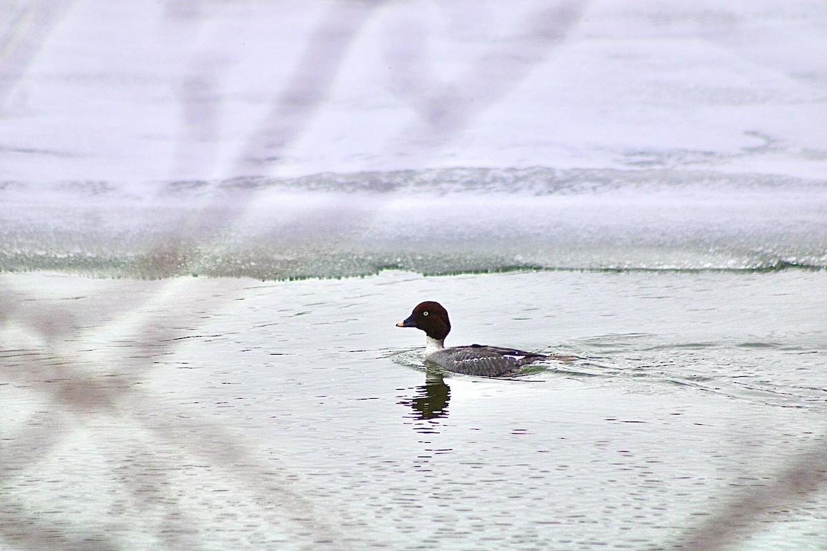 Common Goldeneye - ML413940801