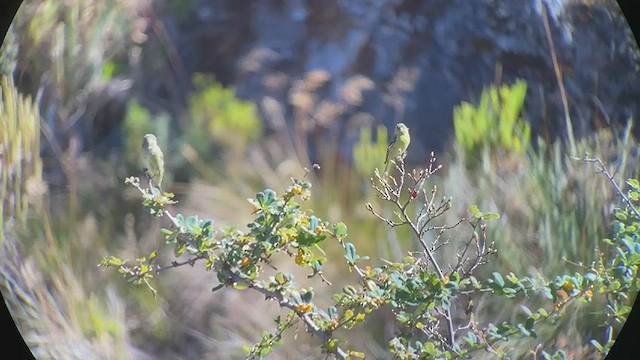 Andean Siskin - ML413943121