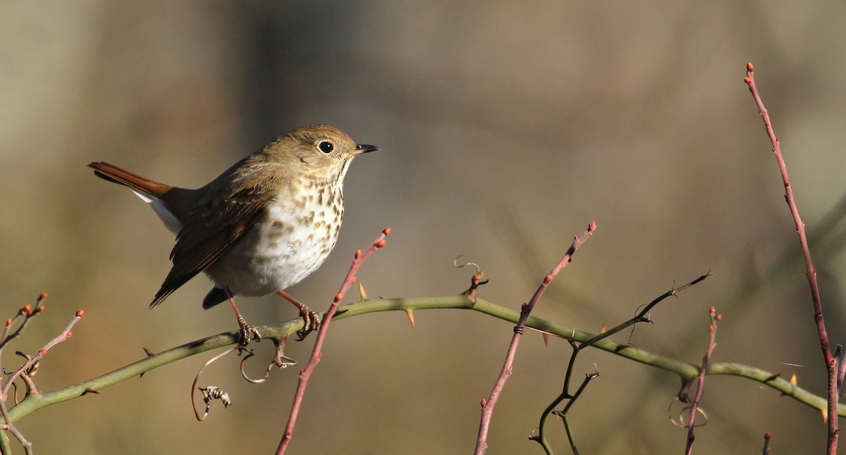 Hermit Thrush - Evan Lipton