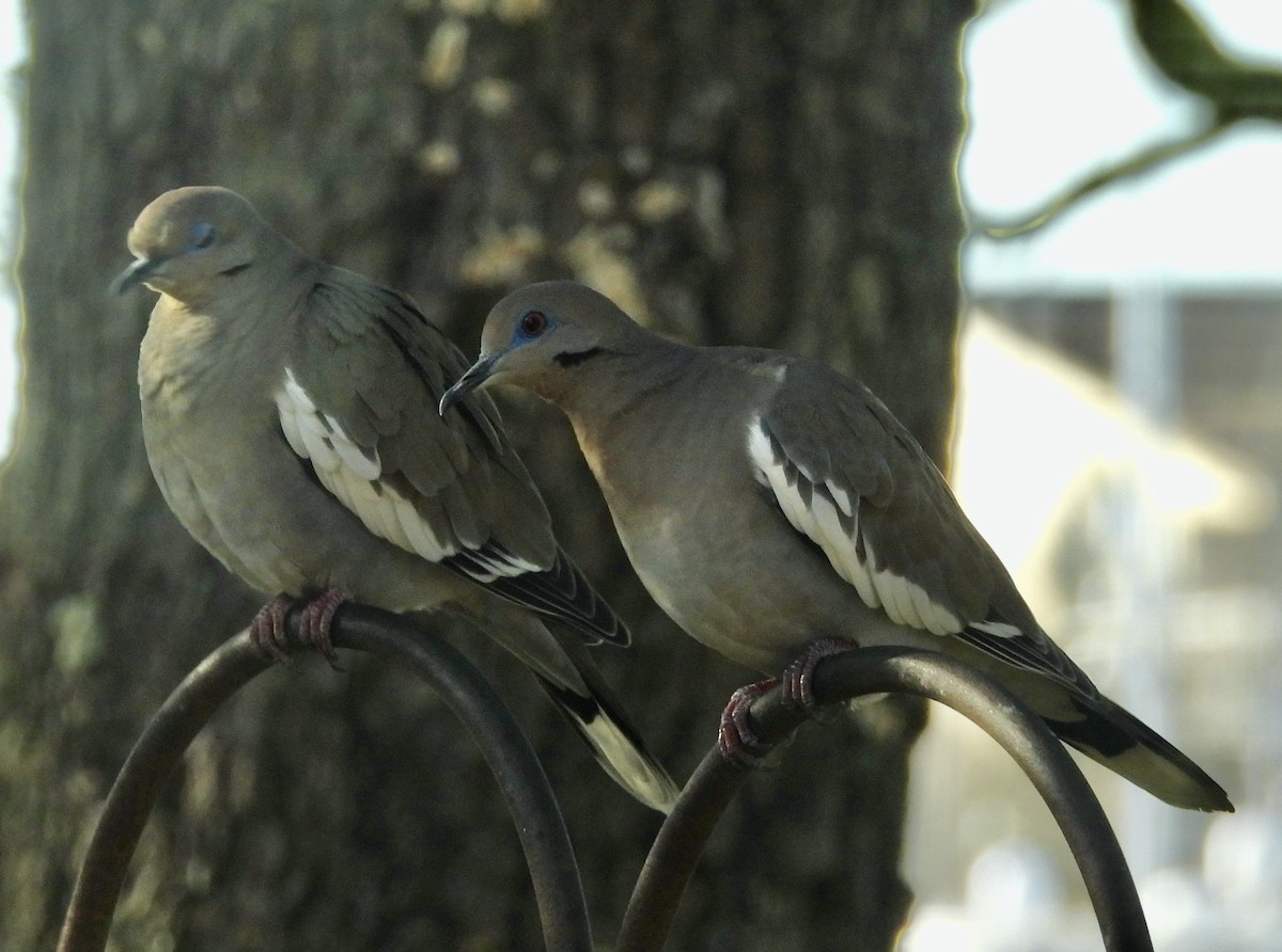 White-winged Dove - Carol Porch