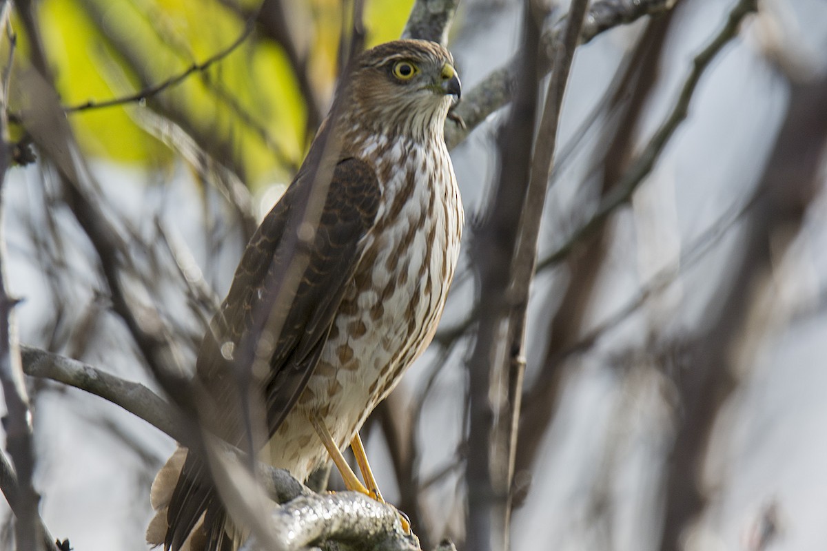 Sharp-shinned Hawk - Jack and Shirley Foreman