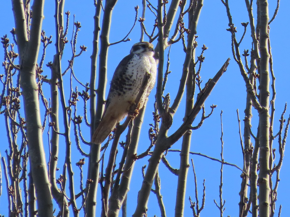 Prairie Falcon - ML413944471