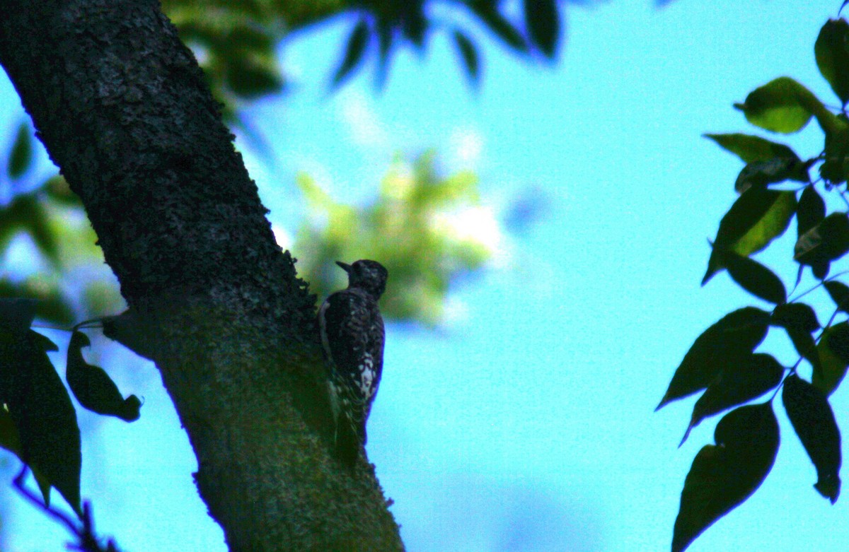 Yellow-bellied Sapsucker - ML41394461