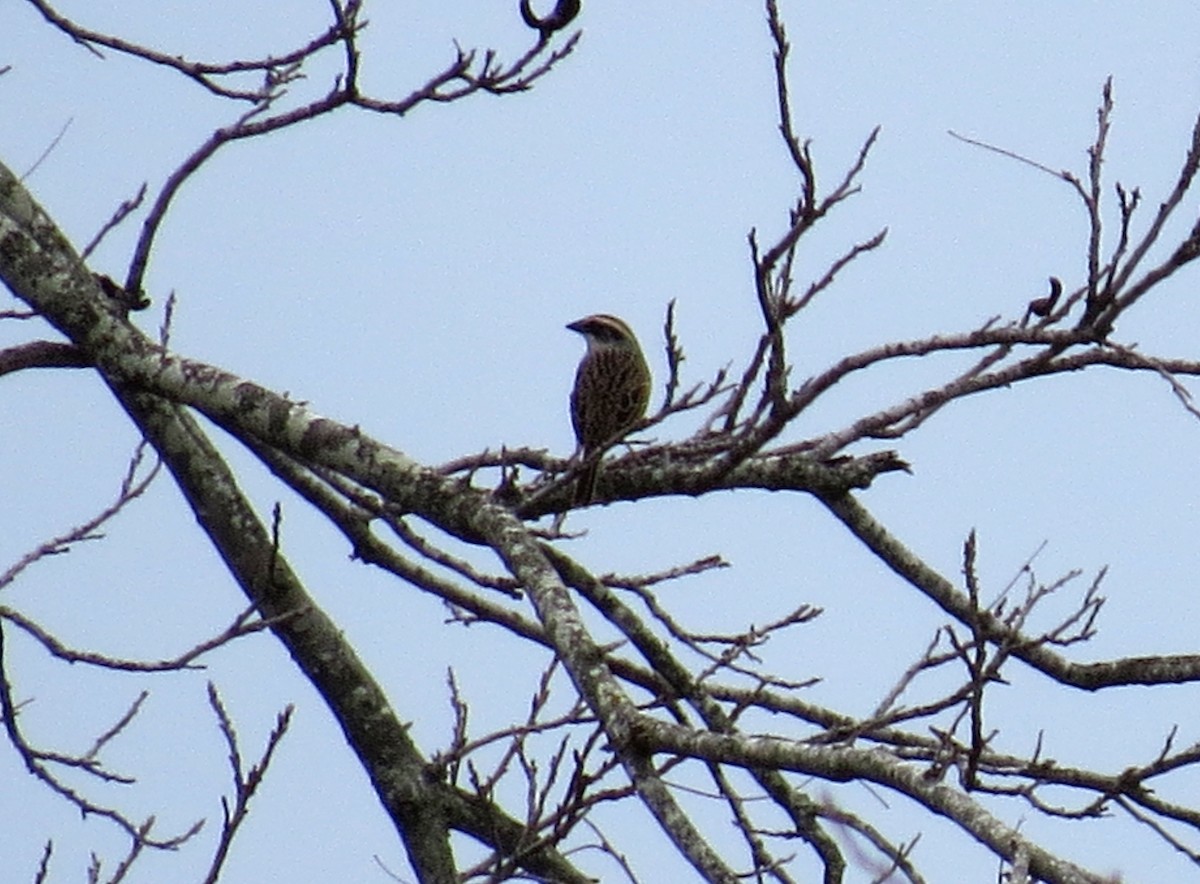 Striped Sparrow - ML413944811