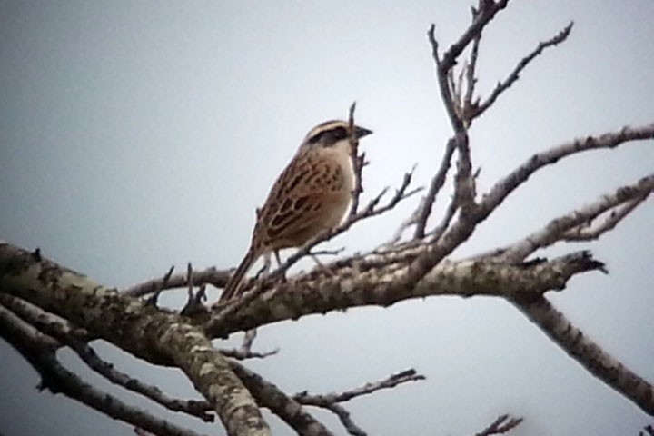 Striped Sparrow - ML413944821