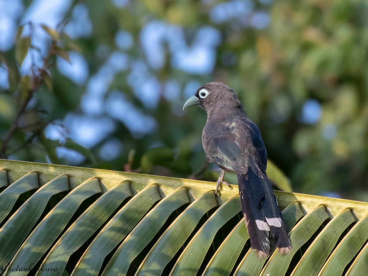 Blue-faced Malkoha - Chetan Kalkura