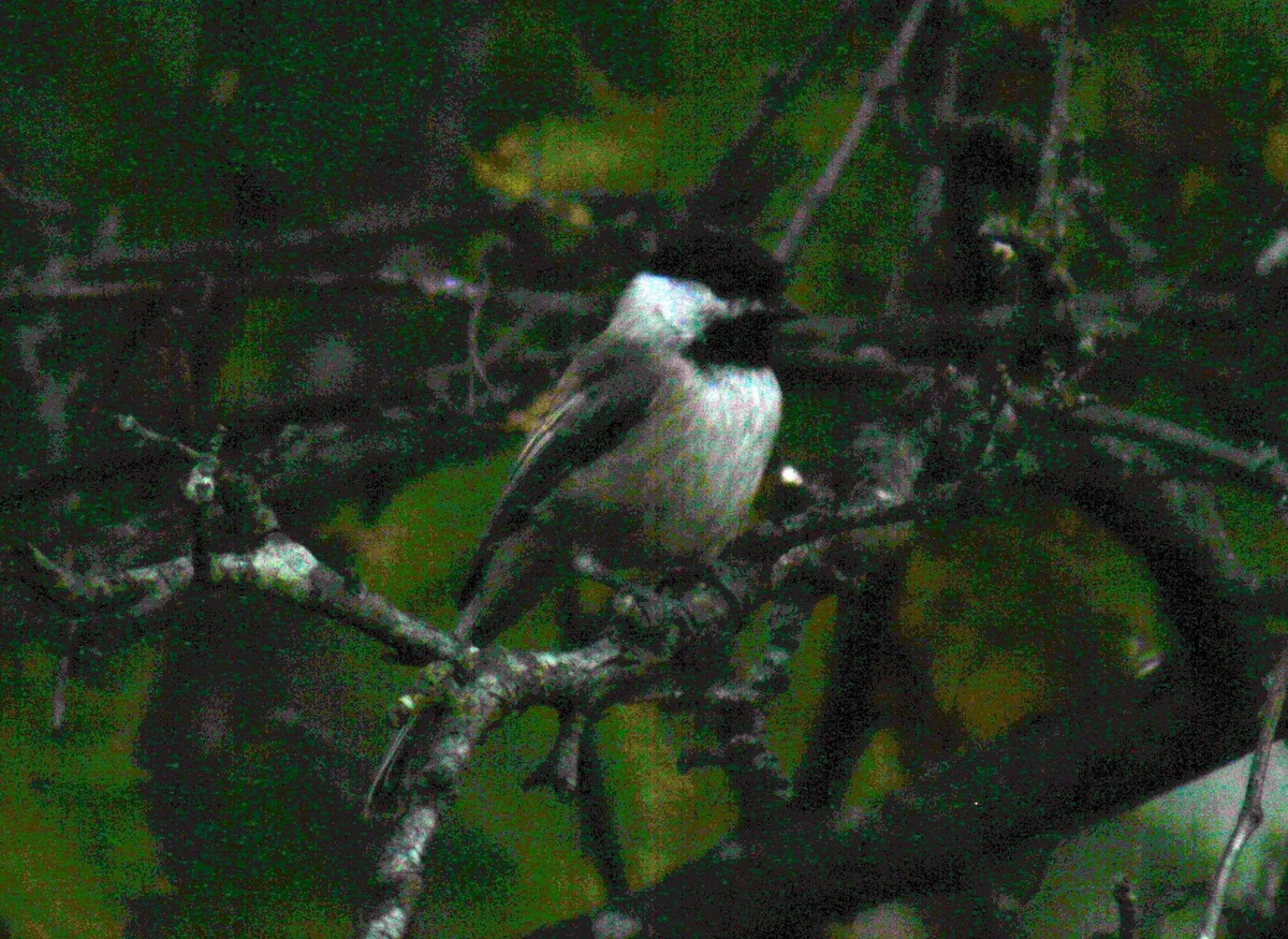 Black-capped Chickadee - ML41394701