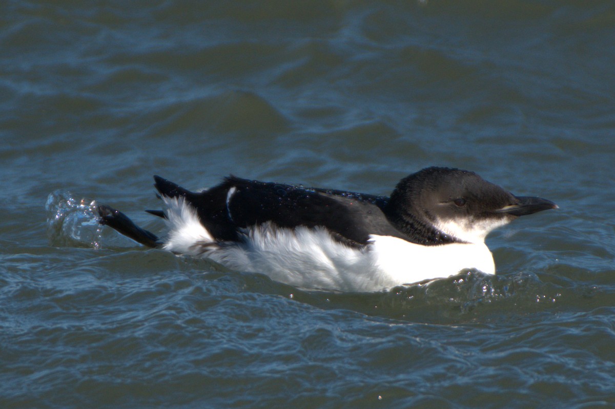 Thick-billed Murre - ML413947491