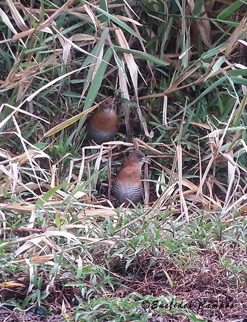 White-throated Crake - ML41394761