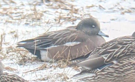 American Wigeon - ML413949621