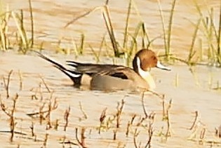 Northern Pintail - Maciej  Kotlarski