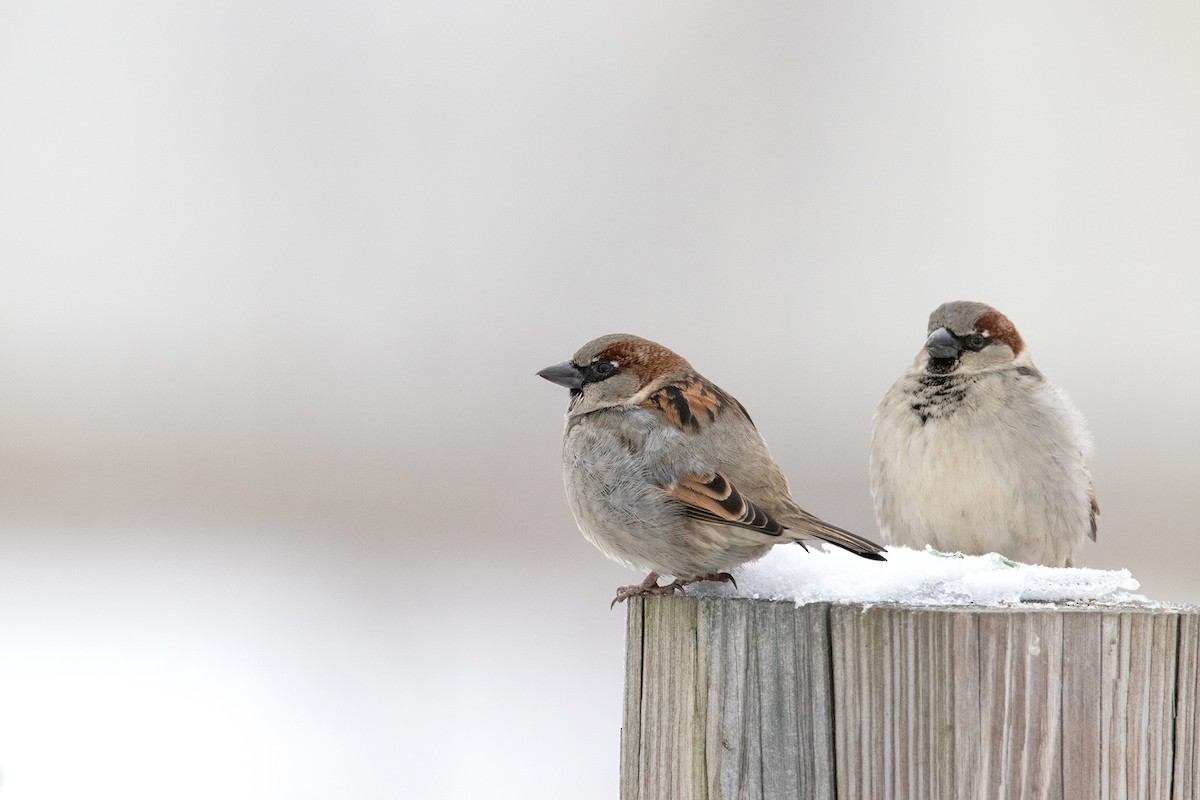 House Sparrow - ML413950851