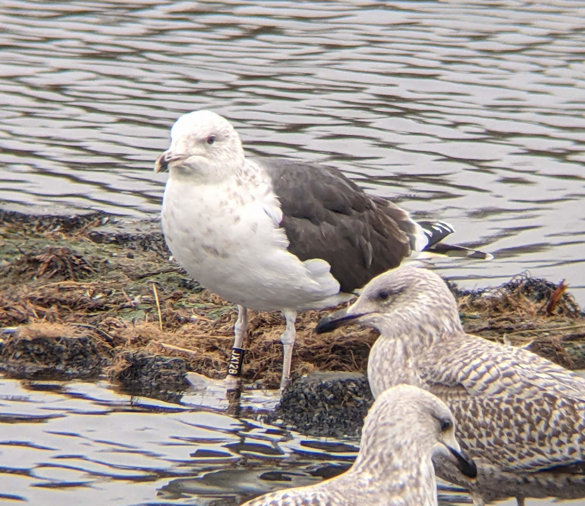 Great Black-backed Gull - Tom Ensom