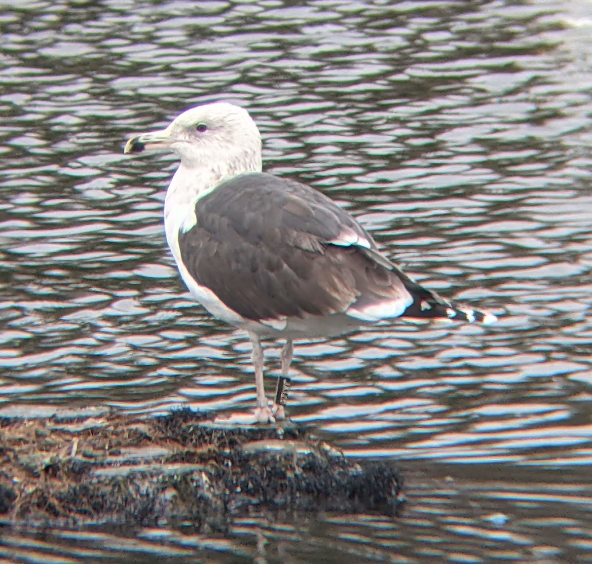 Great Black-backed Gull - ML413950931