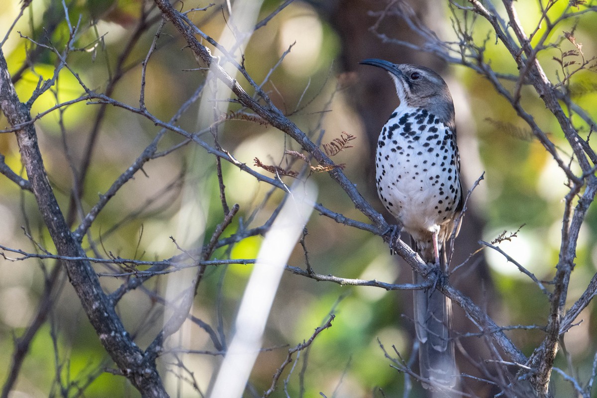 Ocellated Thrasher - ML413950961
