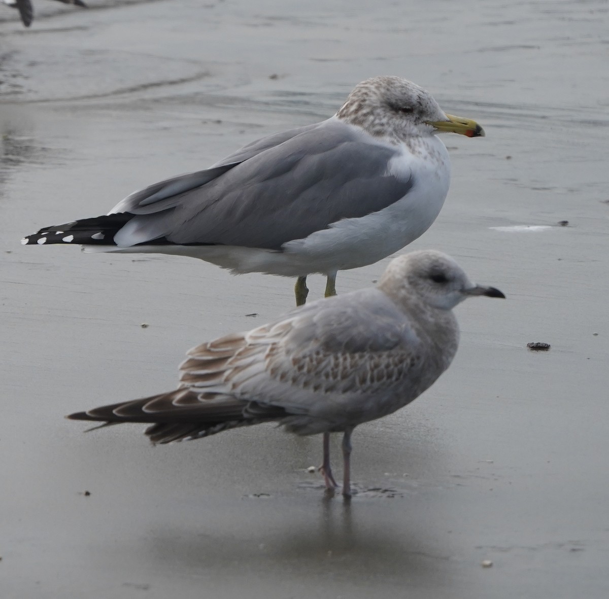 California Gull - ML413951421