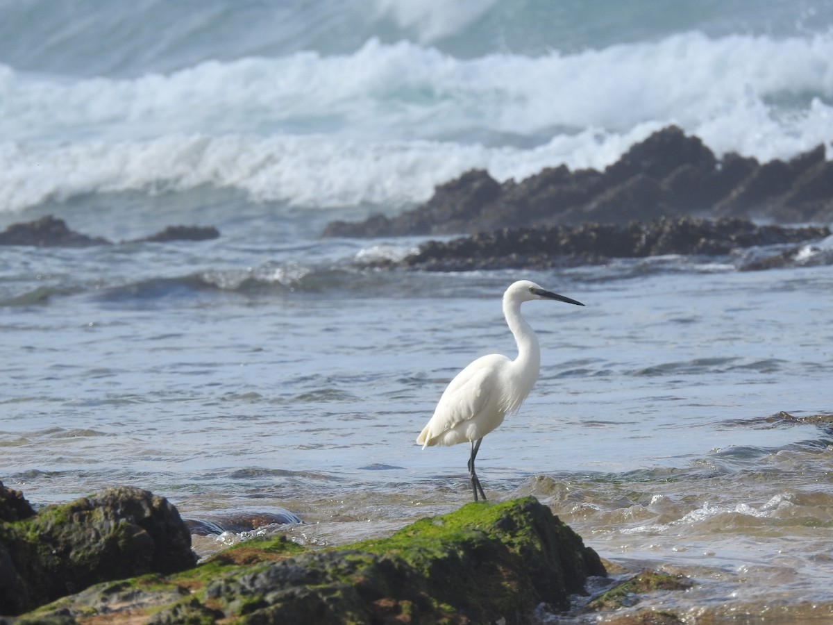 Little Egret - Lars Gonçalves