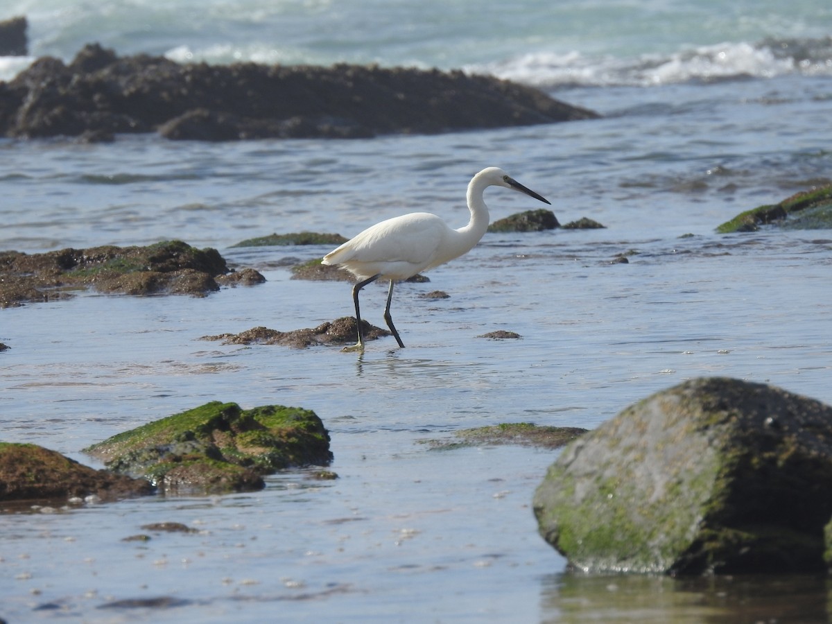 Little Egret - ML413951601