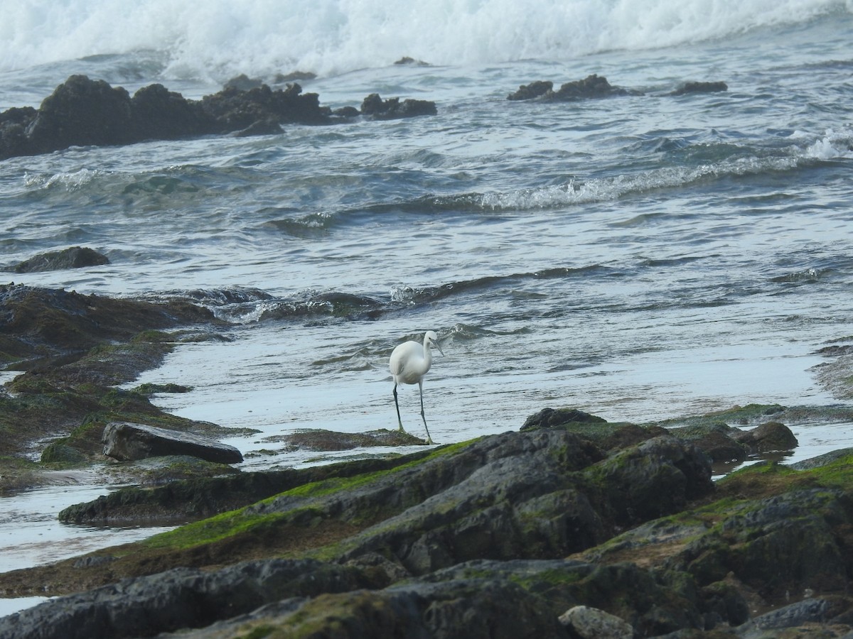 Little Egret - ML413951611