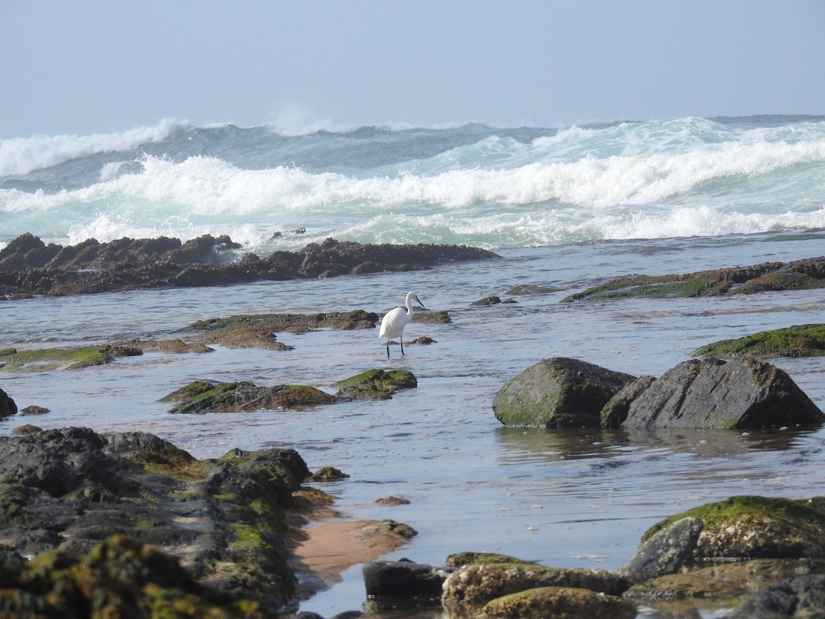 Little Egret - ML413951621