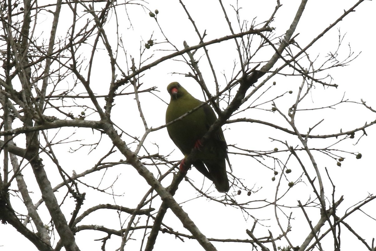 African Green-Pigeon - ML413952991